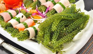 Các bước quan trọng trong quy trình nuôi trồng rong nho chuẩn xuất khẩu