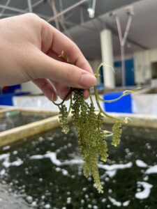 Quy trình nuôi trồng rong nho tự nhiên chuẩn sạch tại Nha Trang của Goya