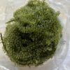 Rong nho tươi sỉ (1kg)